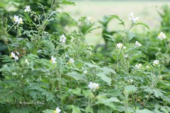 Solanum sisymbriifolium